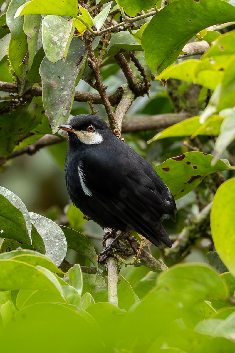 Black Solitaire - ML637841810