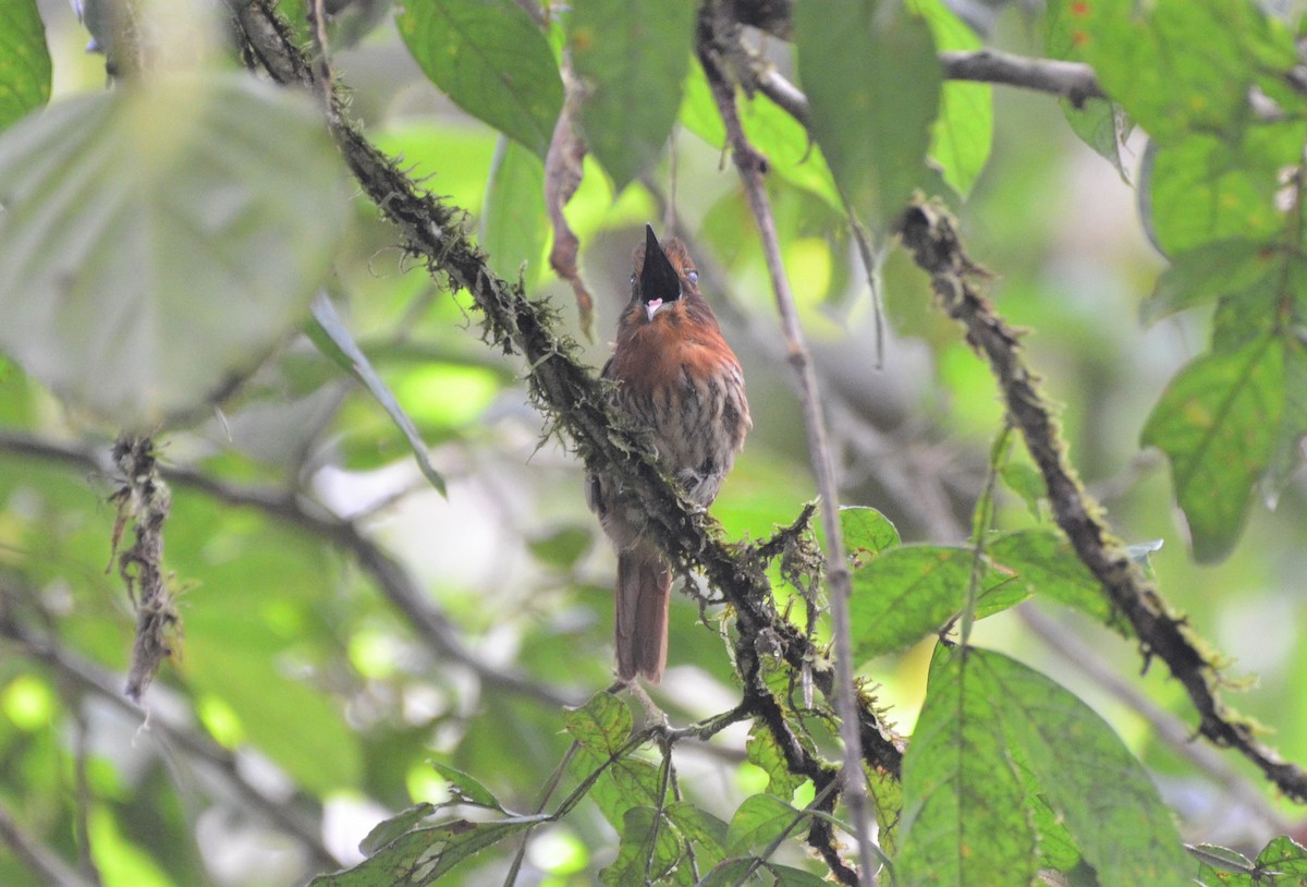 White-whiskered Puffbird - ML637841893