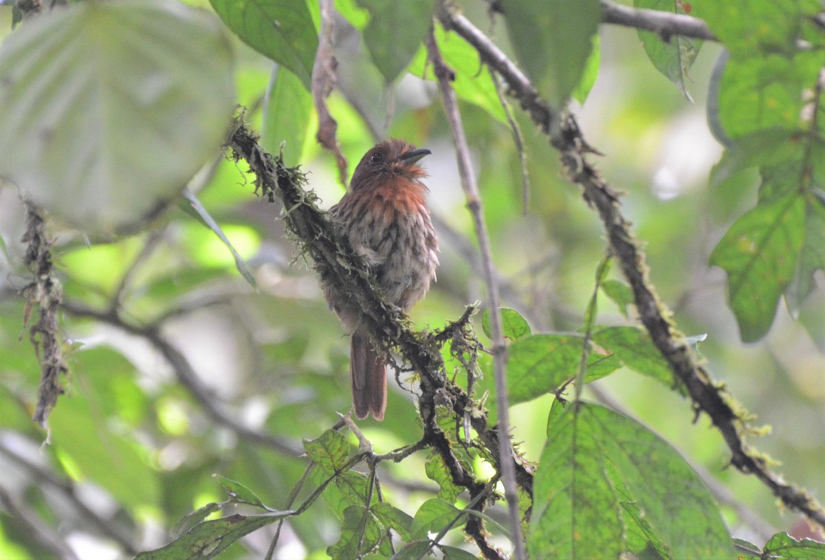 White-whiskered Puffbird - ML637841895