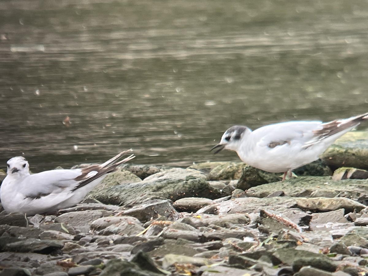 Little Gull - ML637841923
