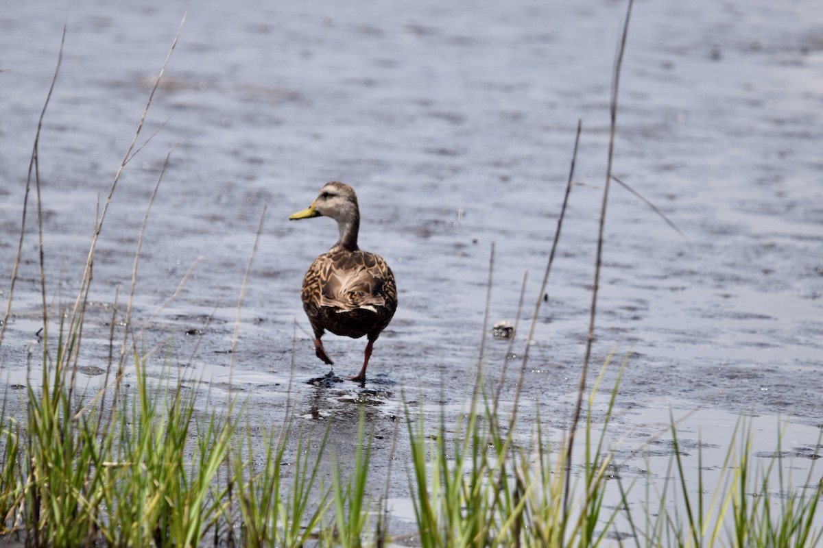 Mottled Duck - ML637841924