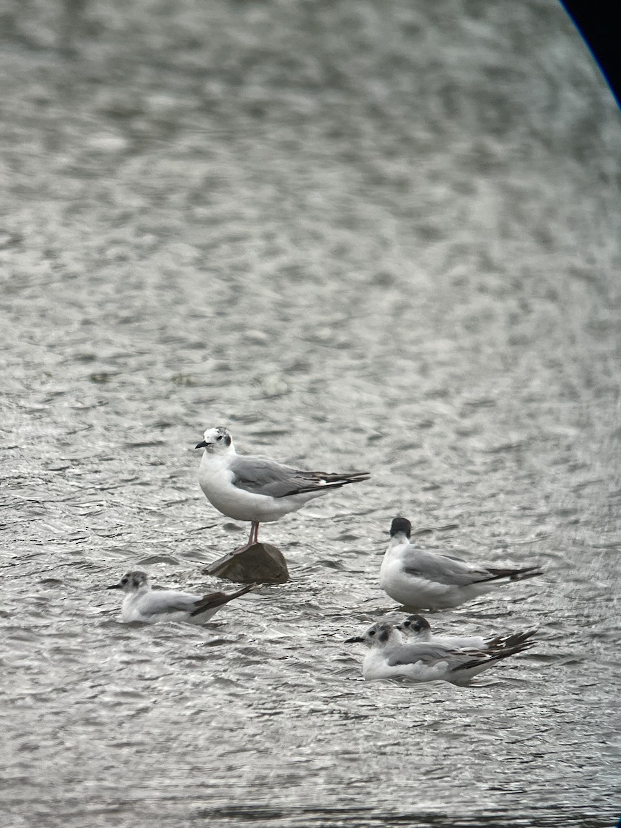 Bonaparte's Gull - ML637841994
