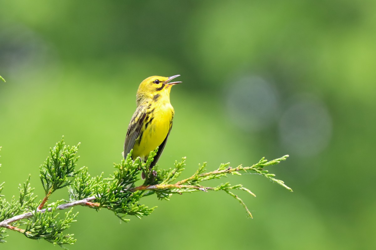 Prairie Warbler - ML637842041