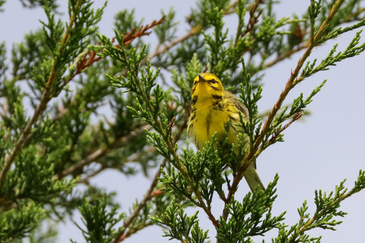 Prairie Warbler - ML637842042