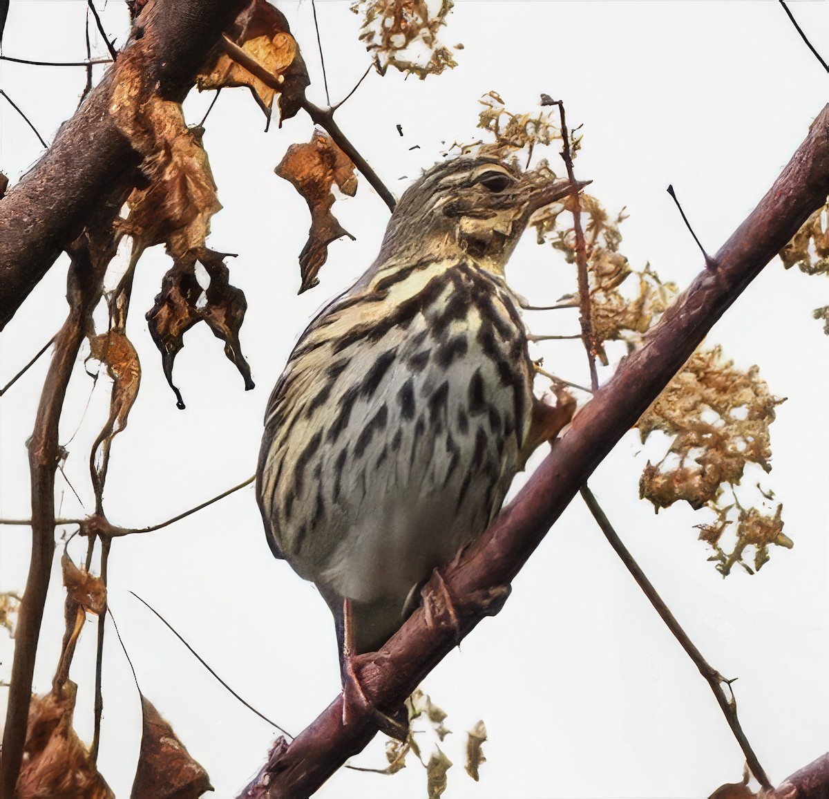 Olive-backed Pipit - ML637842083