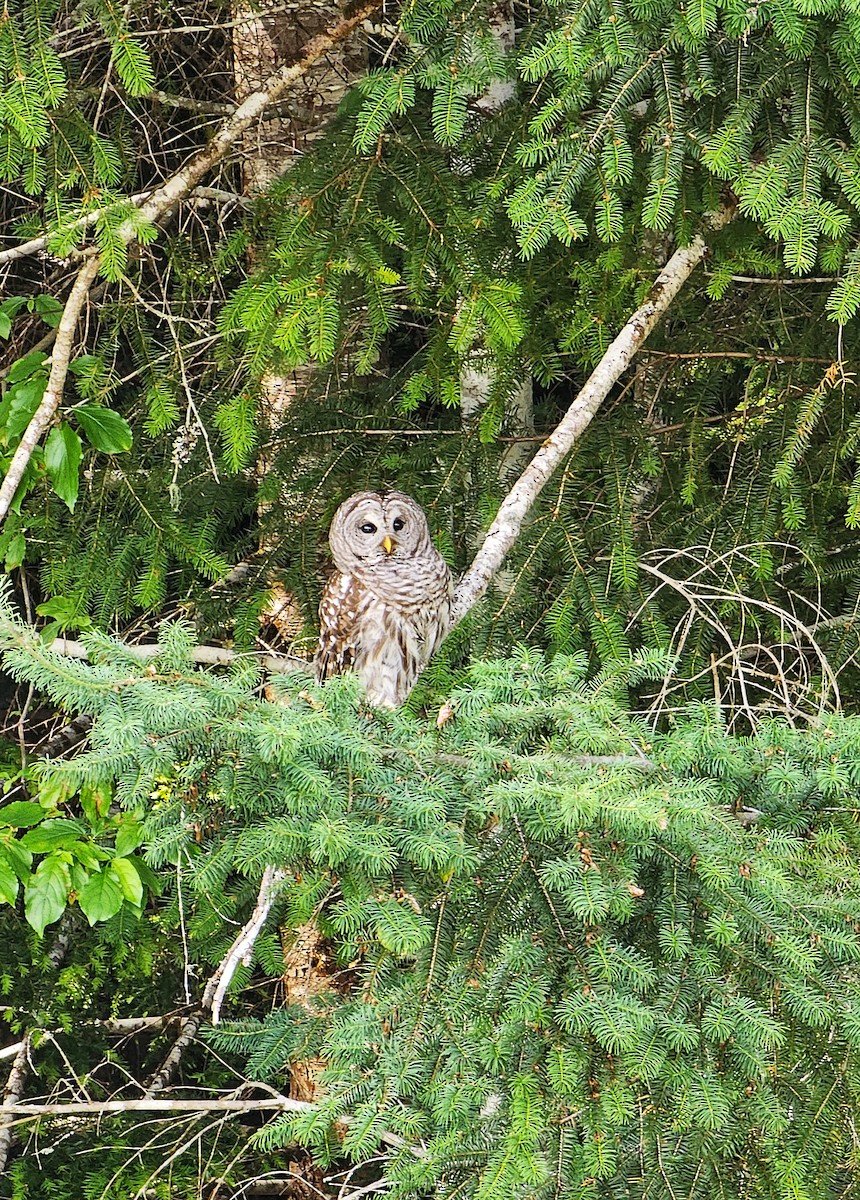 Barred Owl - ML637842284