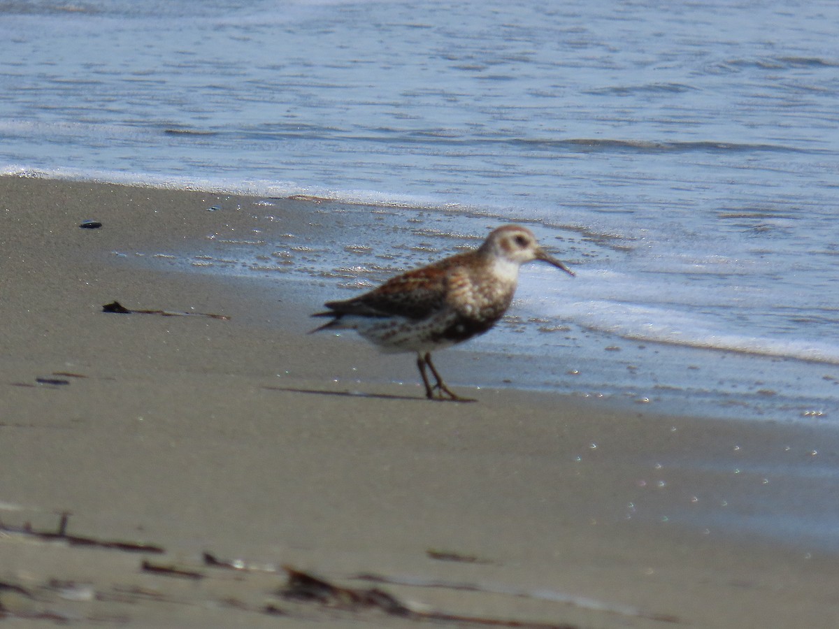 Rock Sandpiper - ML637842324