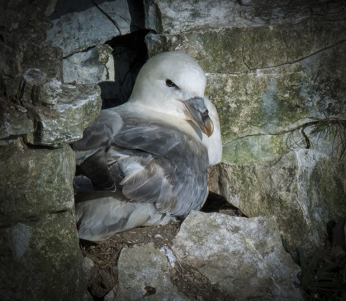 Northern Fulmar - ML637842337