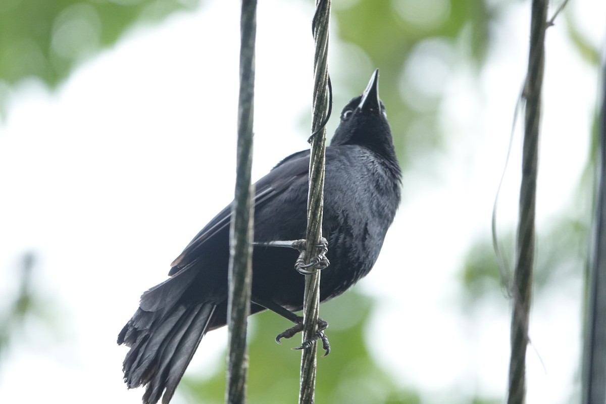 Melodious Blackbird - ML637842357