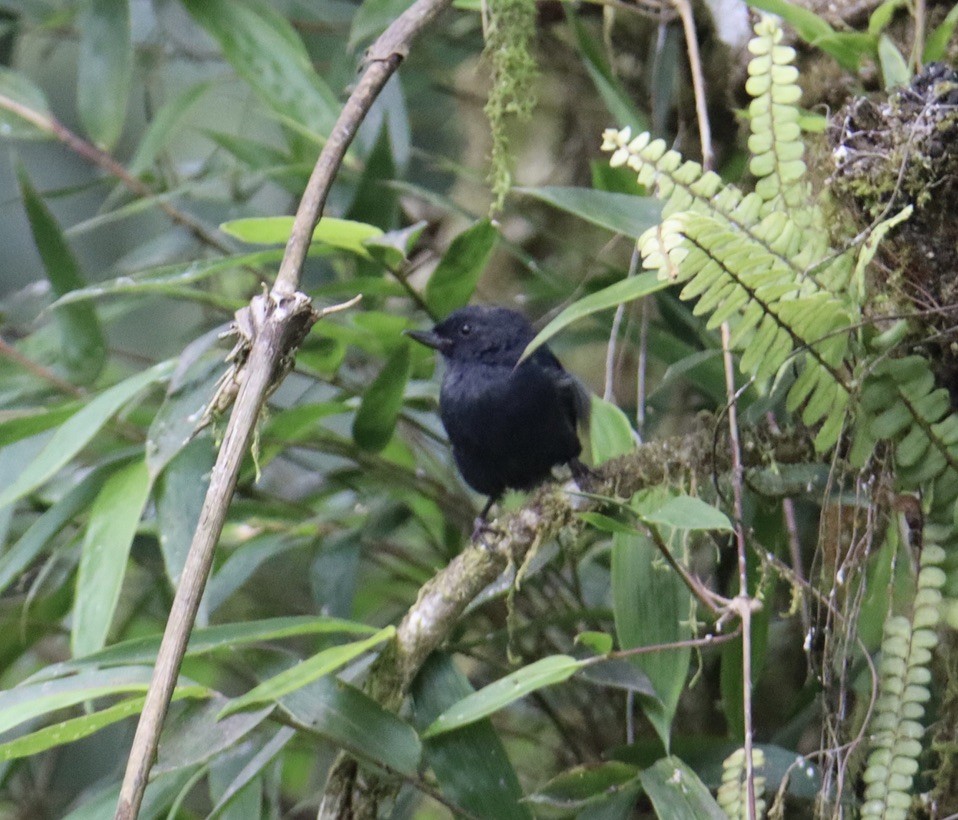 White-sided Flowerpiercer - ML637842362