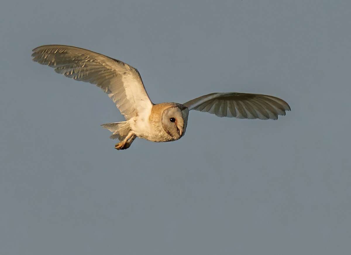 Western Barn Owl - ML637842378
