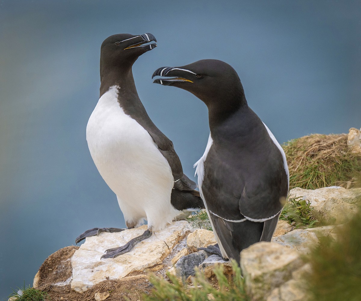 Razorbill - ML637842398