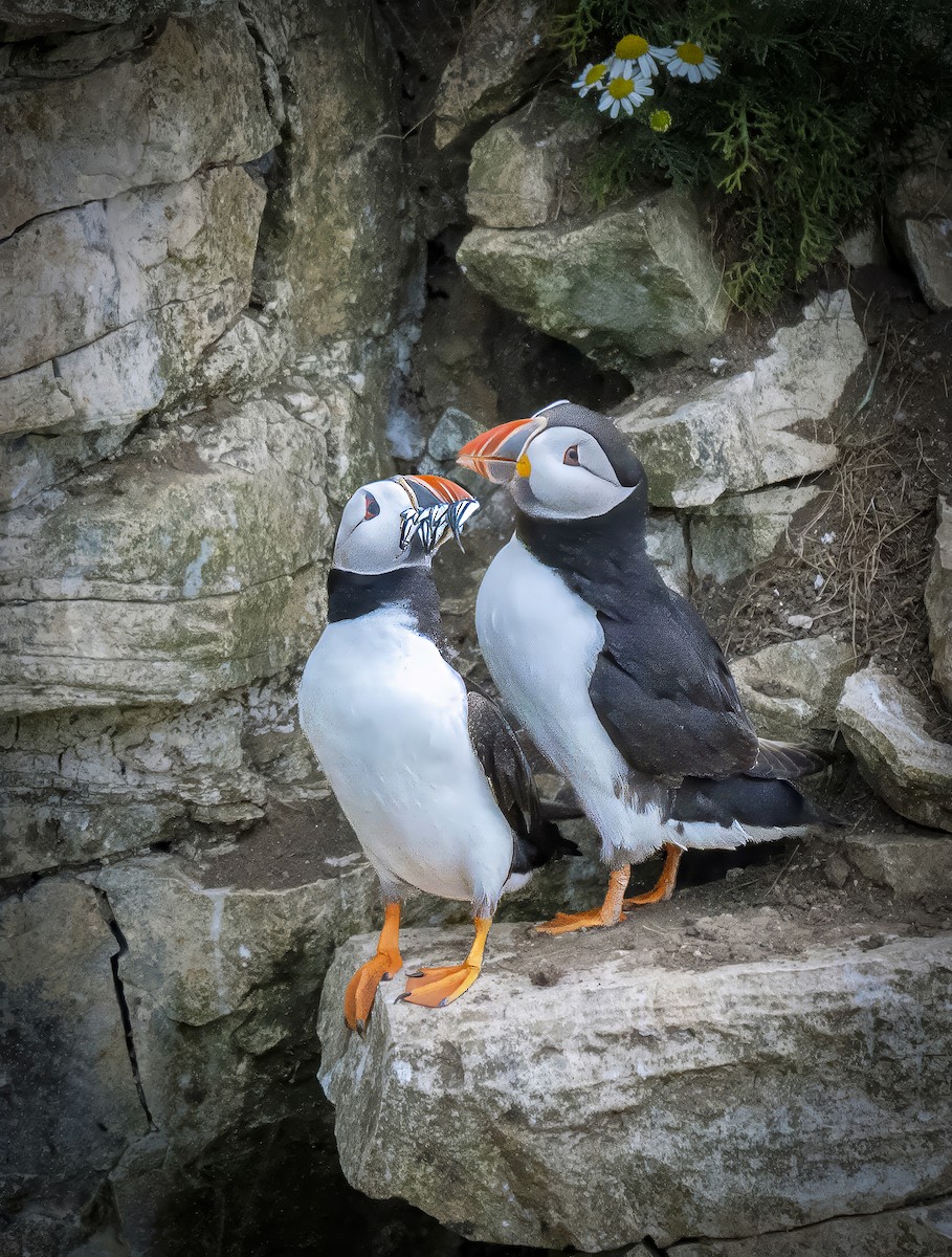 Atlantic Puffin - ML637842437