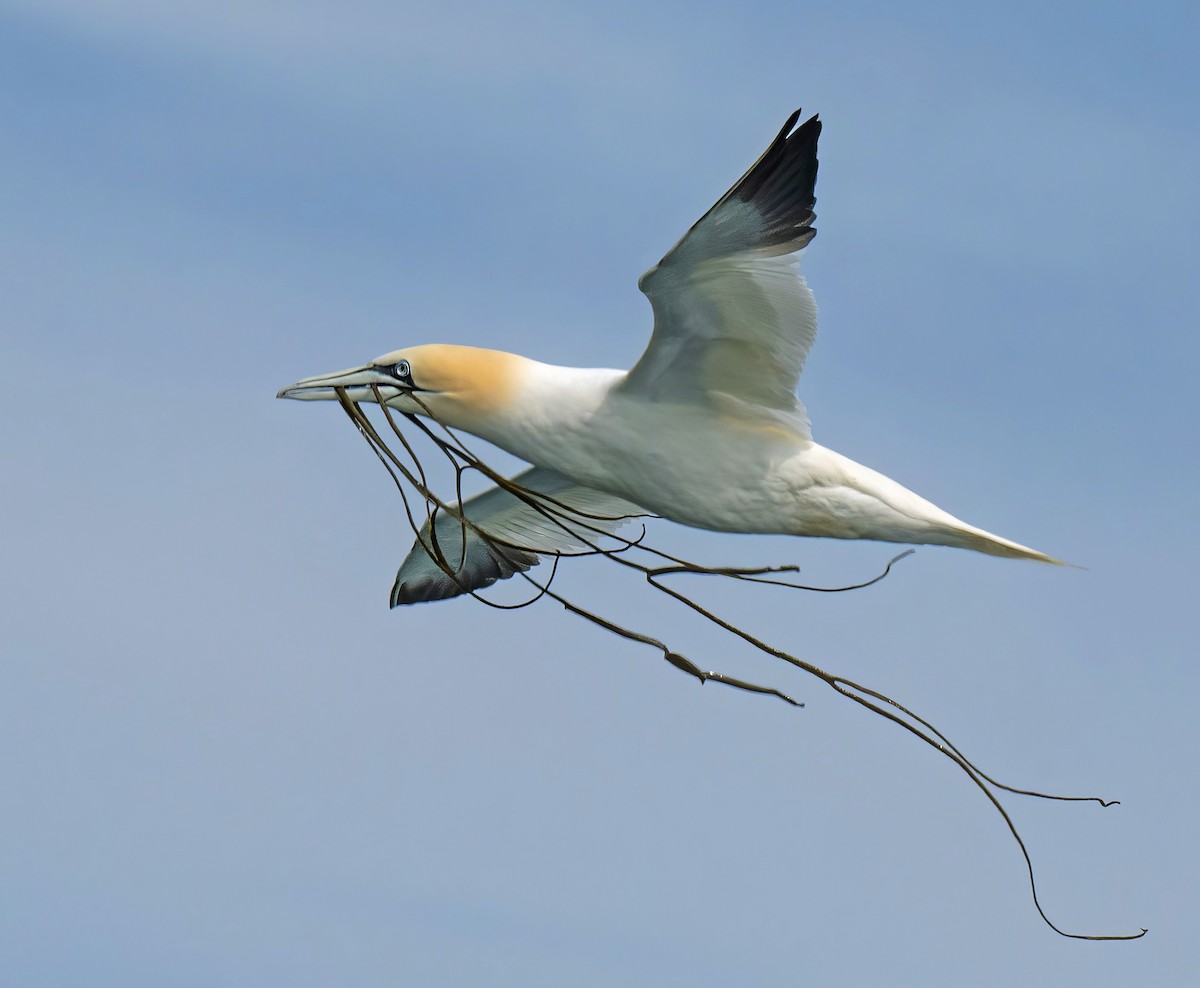 Northern Gannet - ML637842462