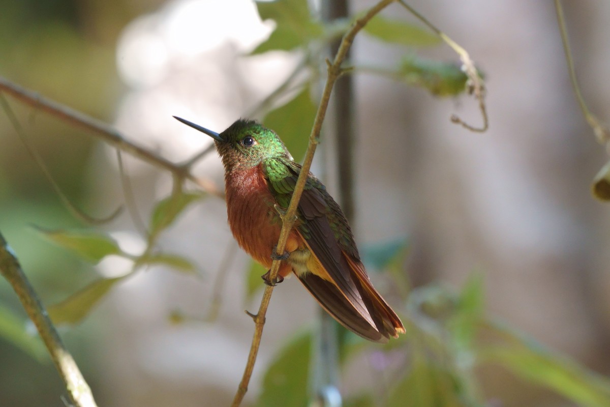 Chestnut-breasted Coronet - ML637842468