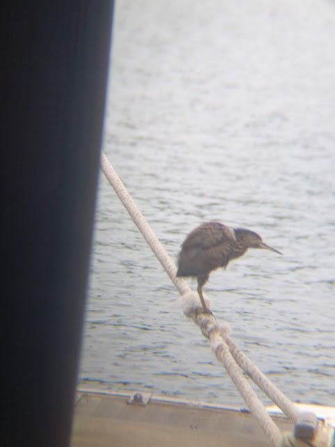 Striated Heron - ML637842488