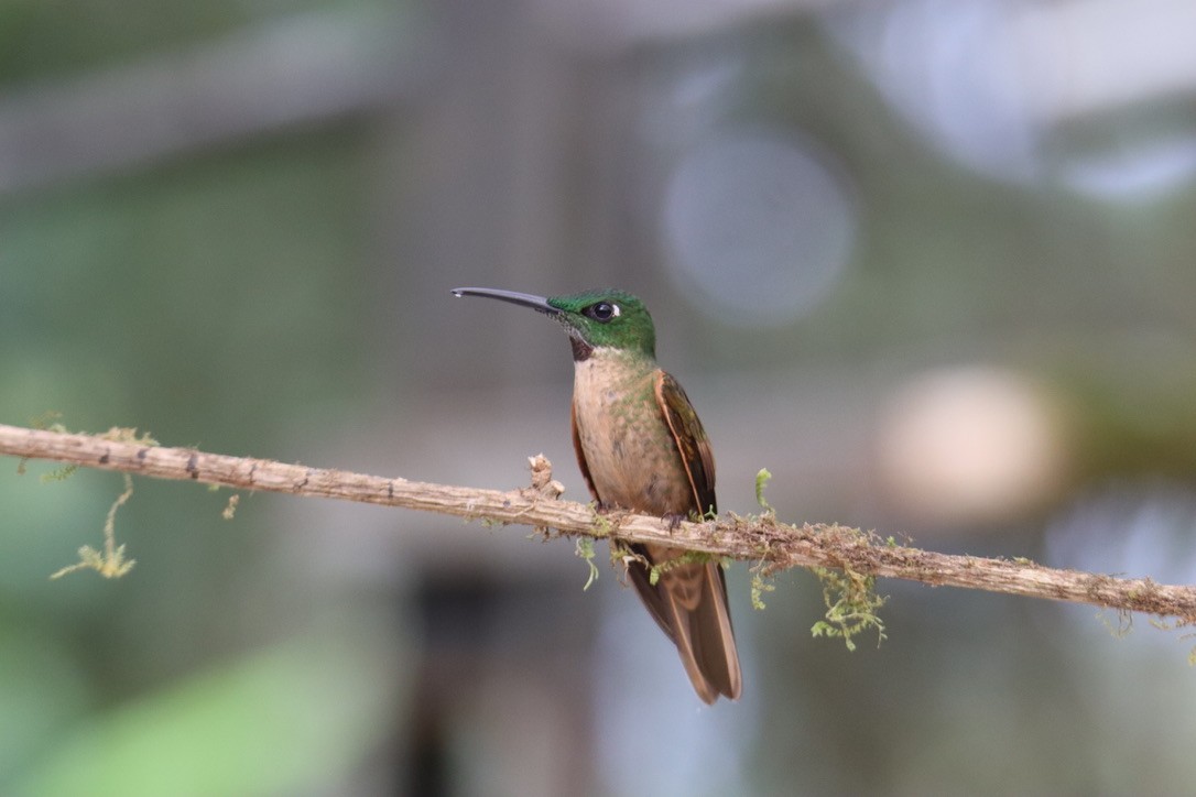 Fawn-breasted Brilliant - ML637842495
