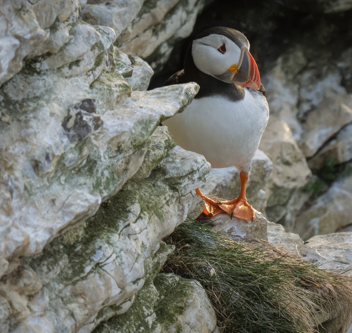 Atlantic Puffin - ML637842562