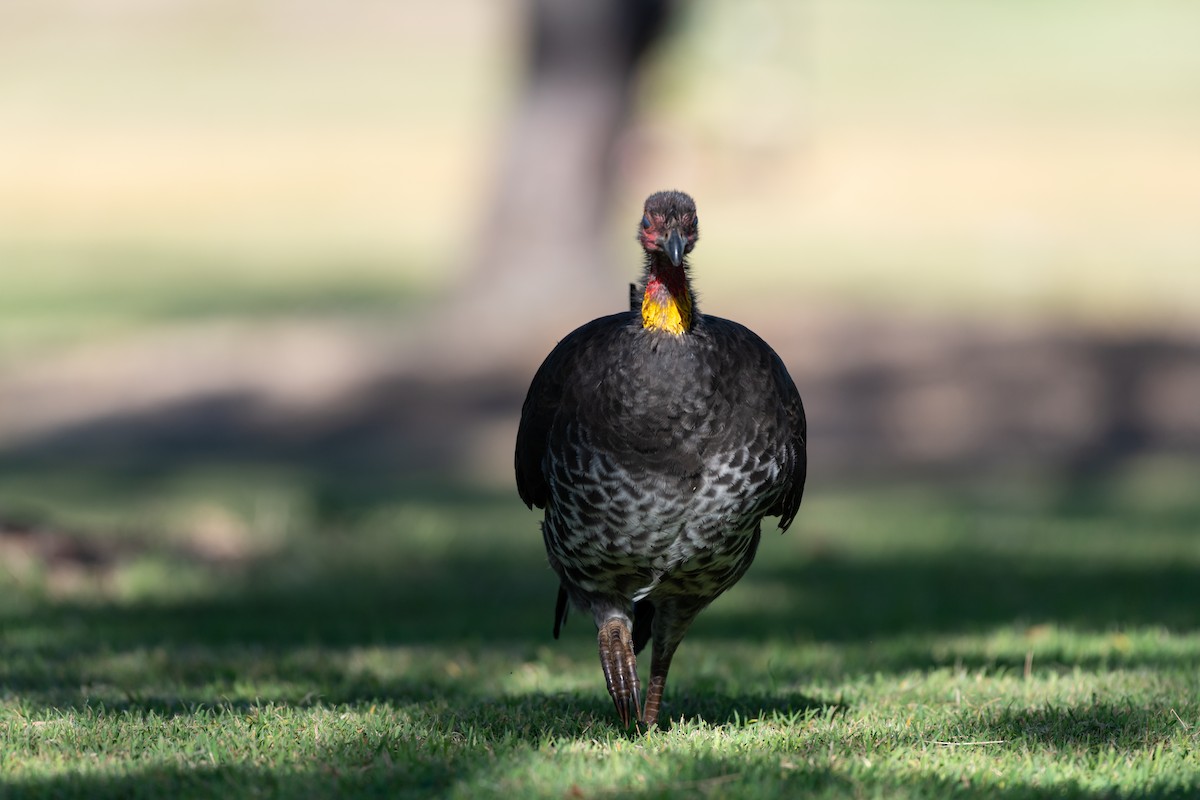 Australian Brushturkey - ML637842564