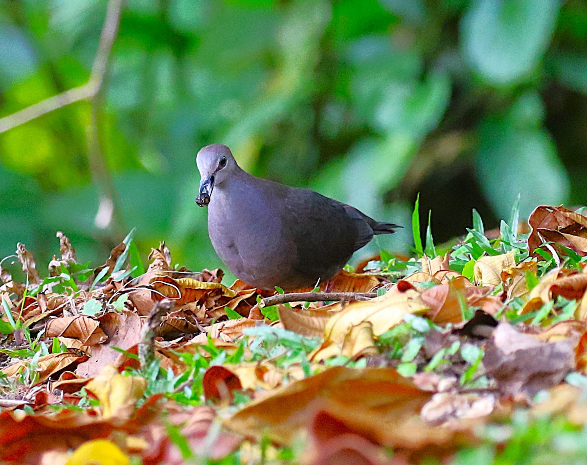 Gray-chested Dove - ML637842584
