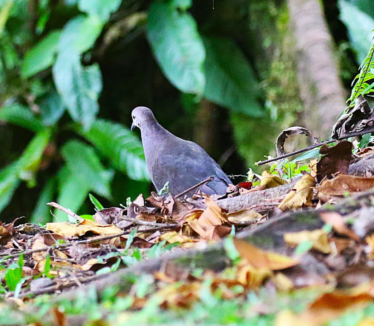 Gray-chested Dove - ML637842585