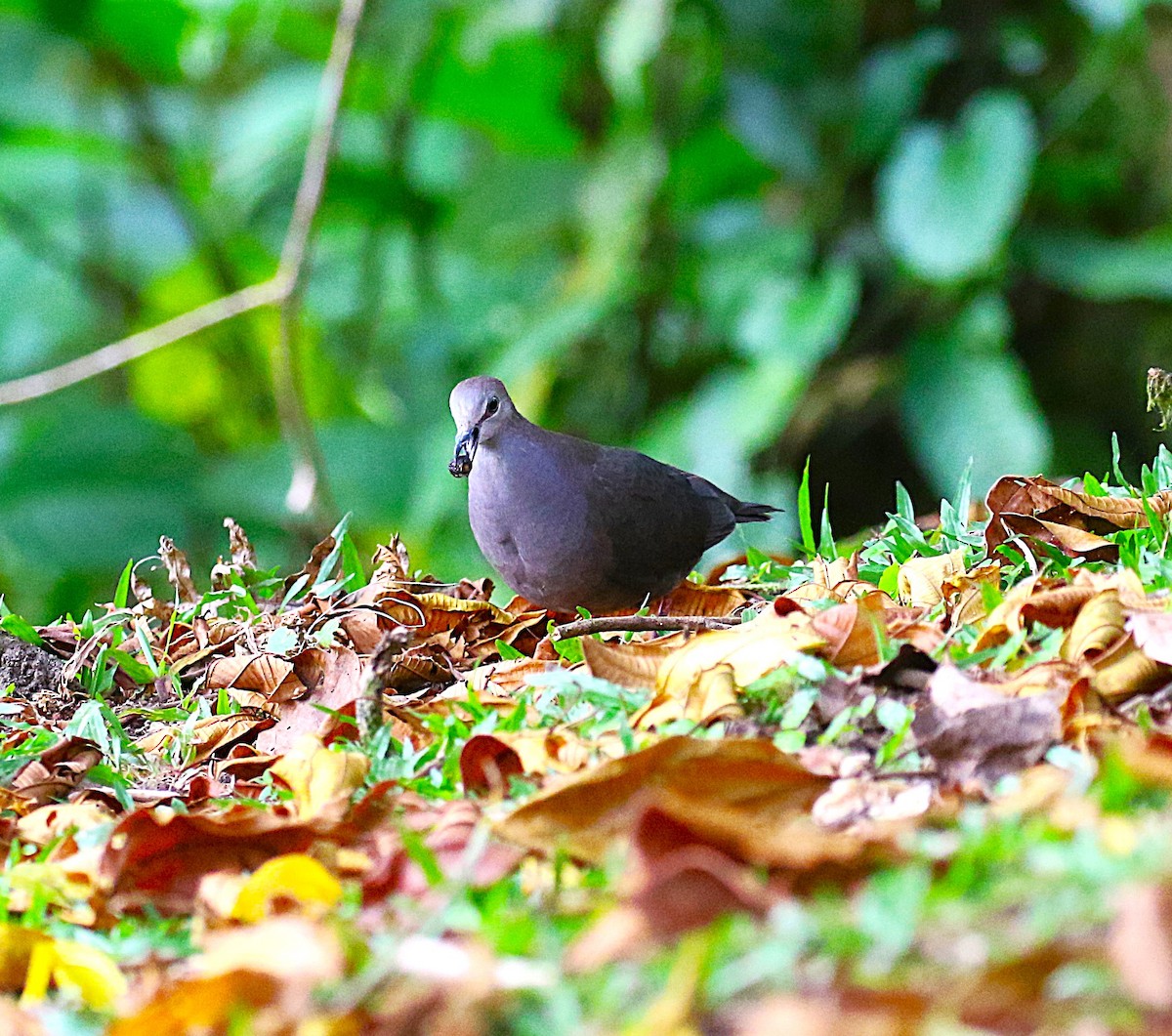 Gray-chested Dove - ML637842586