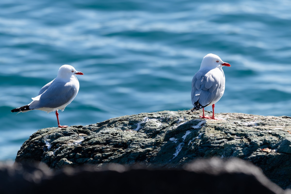 Silver Gull - ML637842621