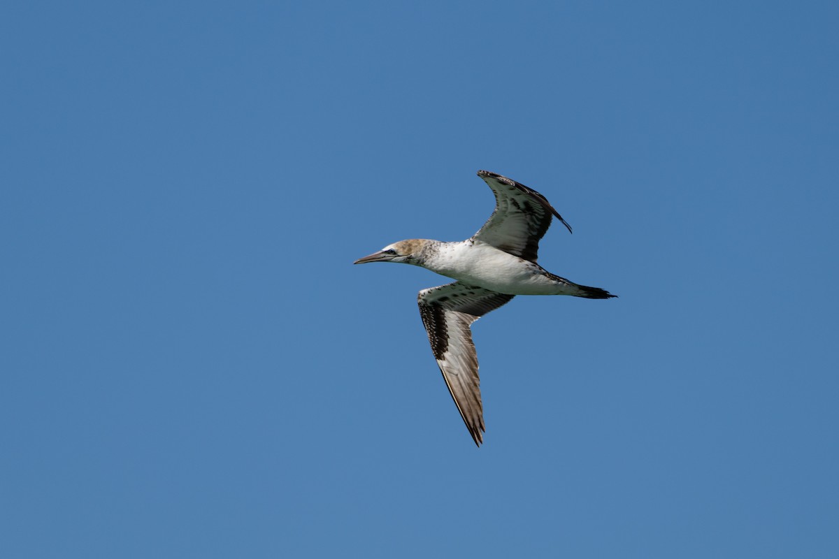 Australasian Gannet - ML637842652