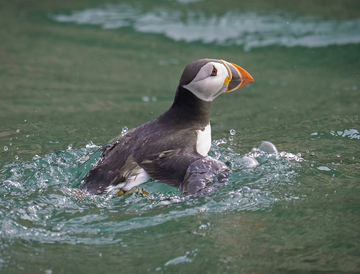 Atlantic Puffin - ML637842653