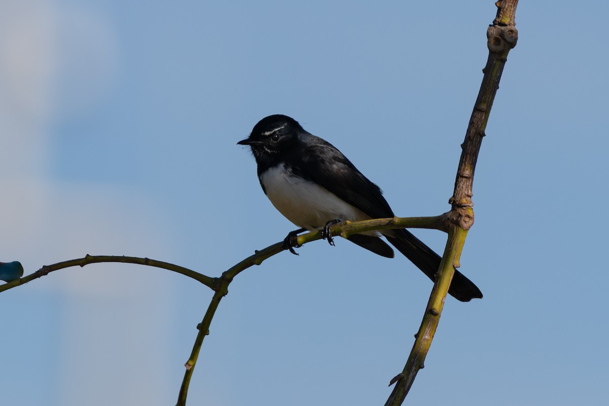 Willie-wagtail - ML637842674
