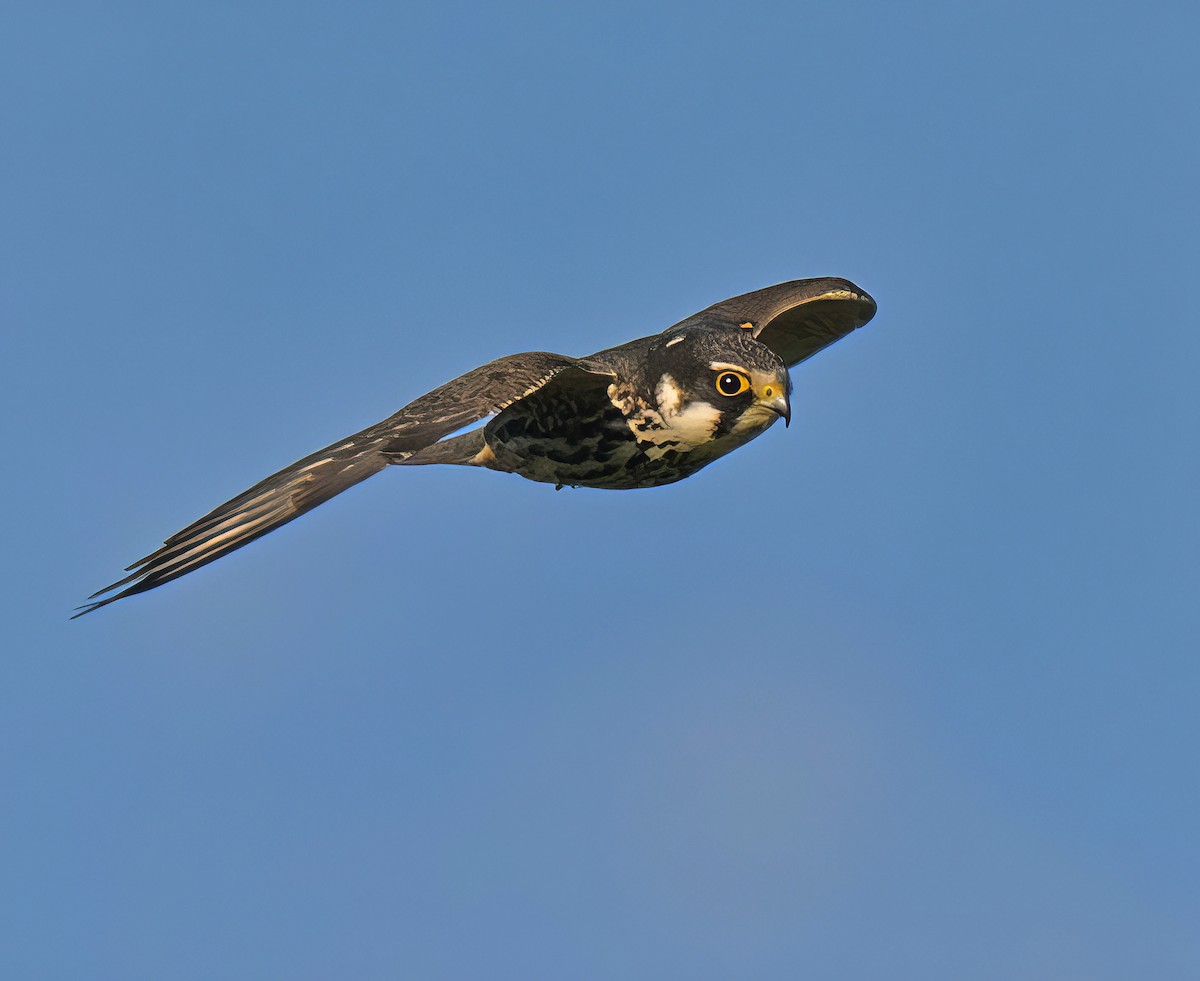 Peregrine Falcon - ML637842688