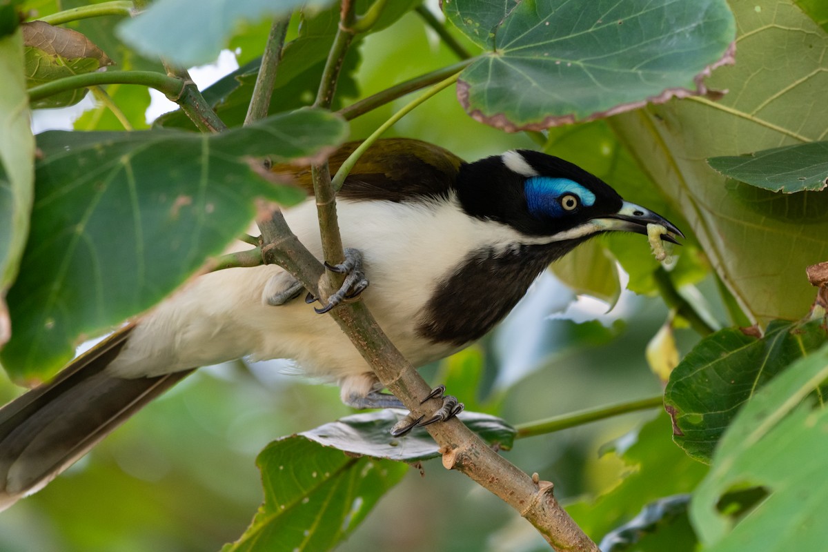 Blue-faced Honeyeater - ML637842717