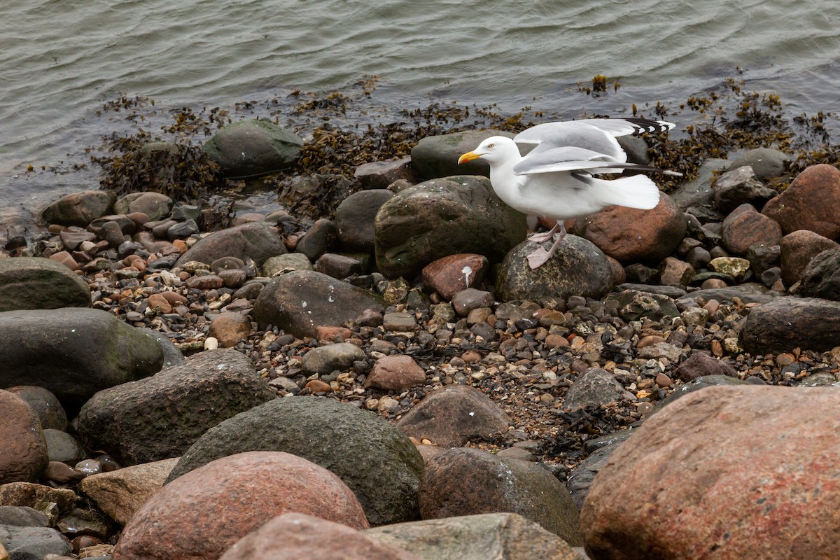European Herring Gull - ML637842724