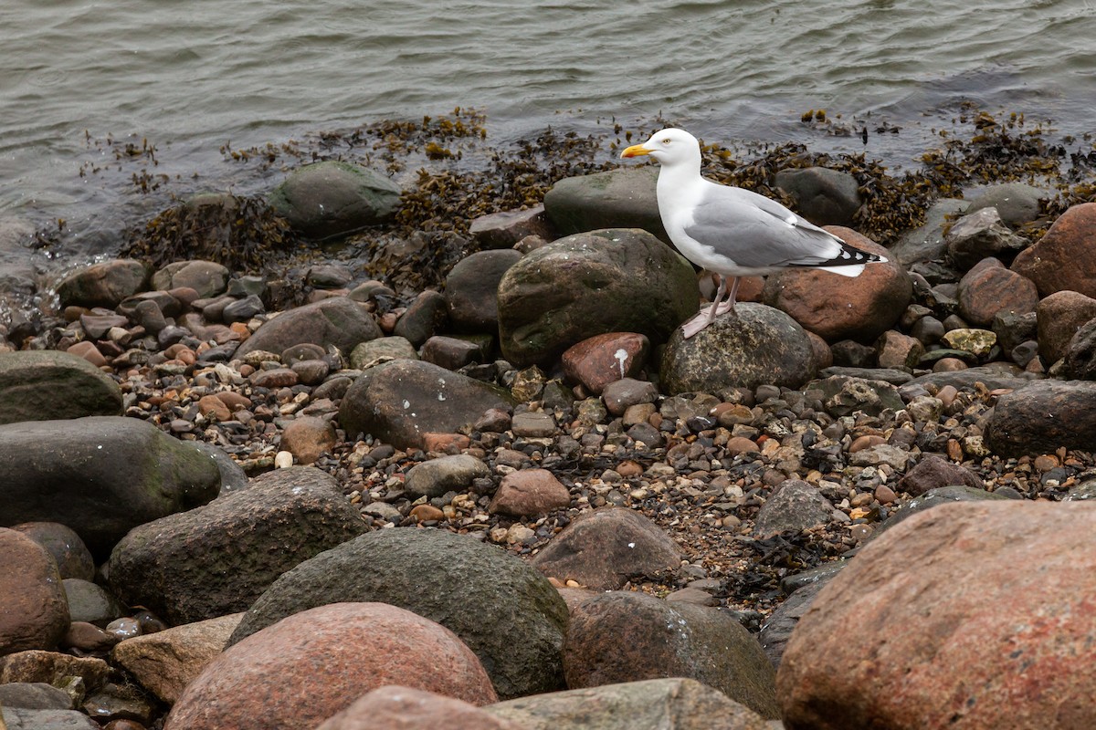 European Herring Gull - ML637842725