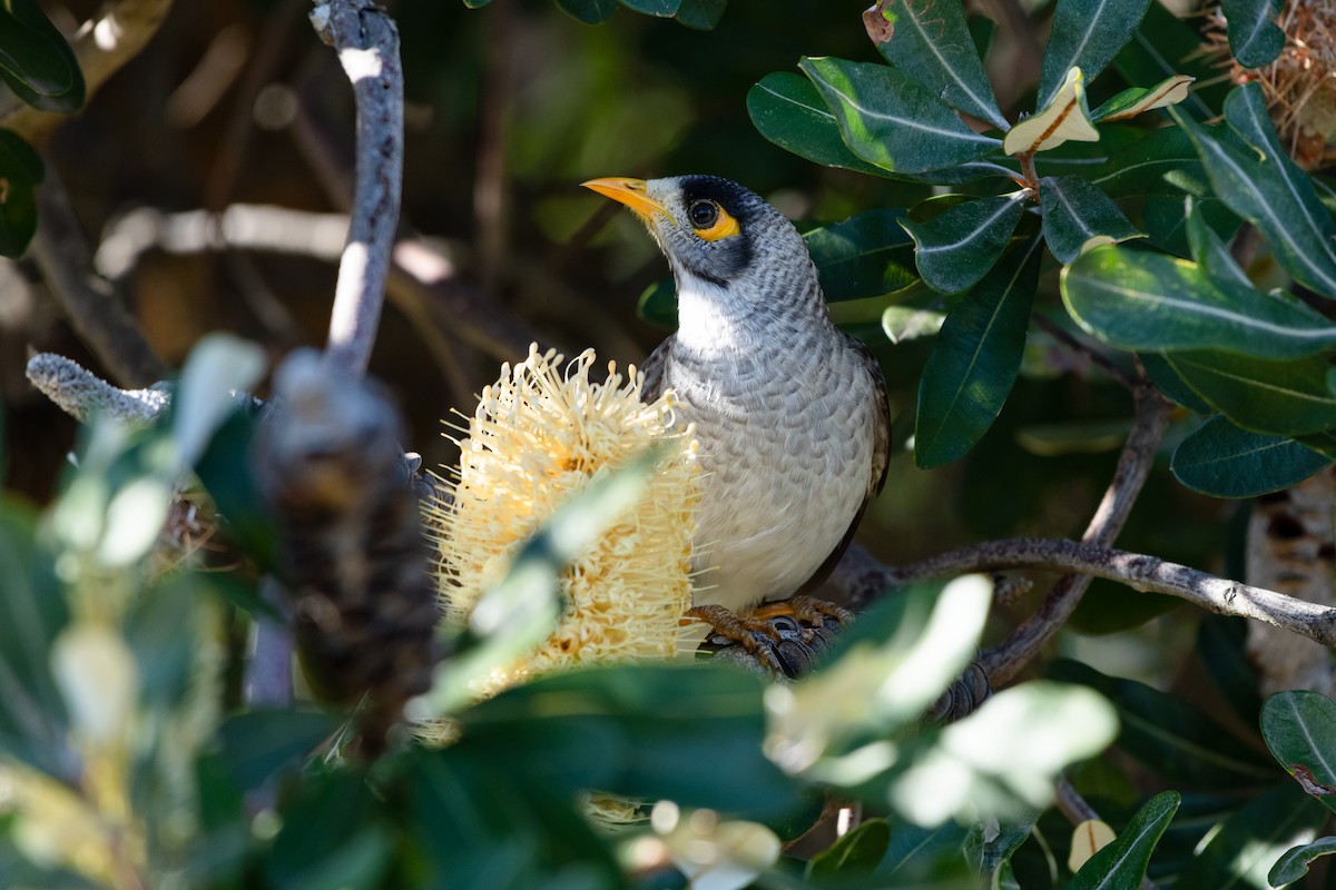 Noisy Miner - ML637842748