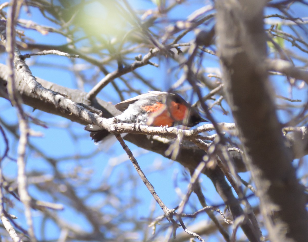 Painted Redstart - ML637842760