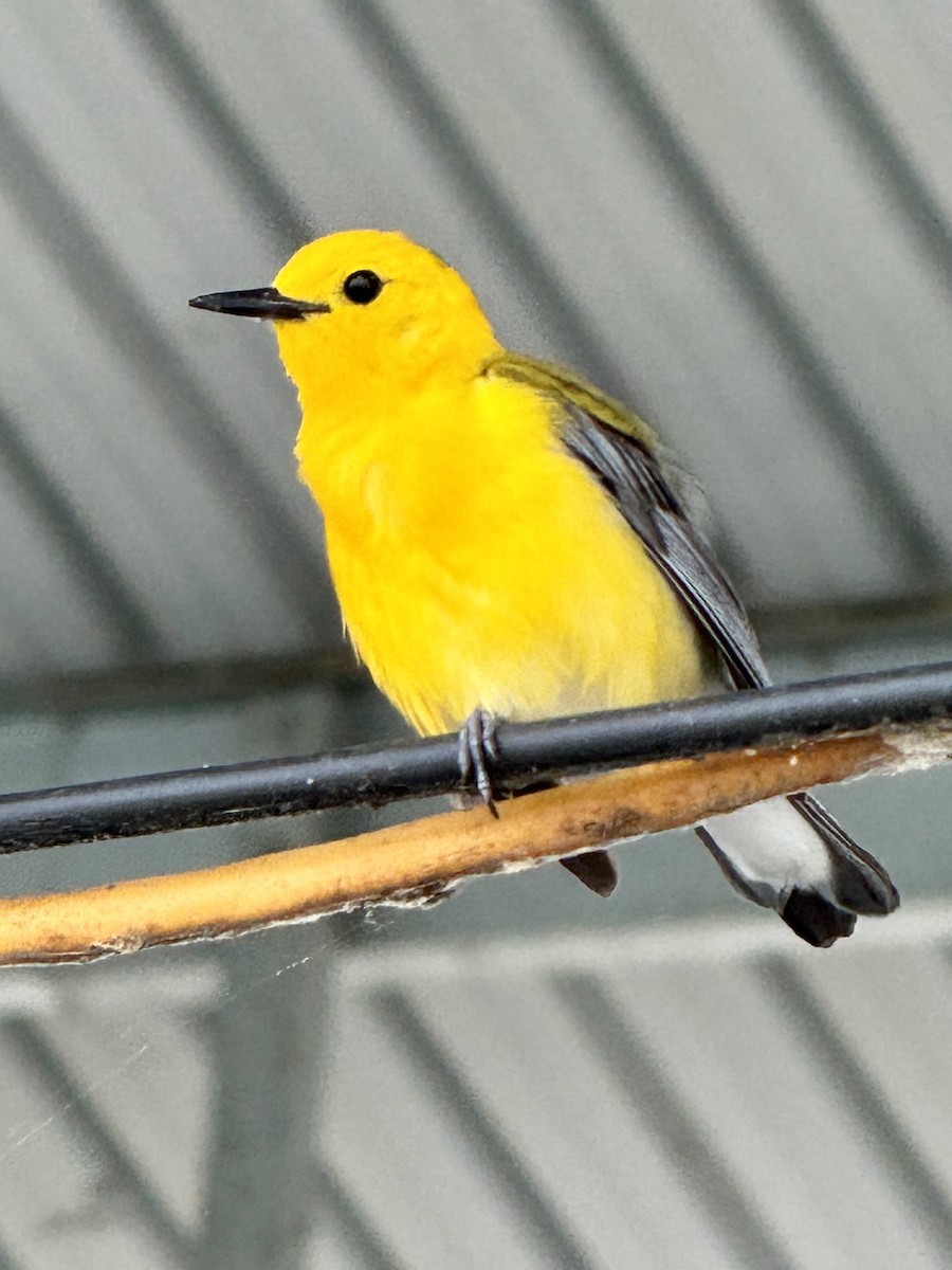 Prothonotary Warbler - ML637842782