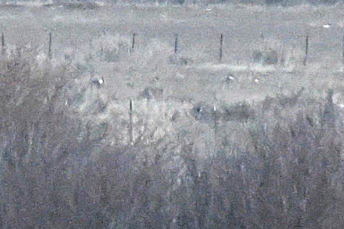 Gunnison Sage-Grouse - ML637842793