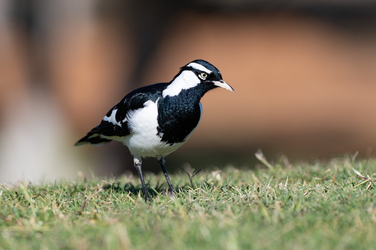 Magpie-lark - ML637842868
