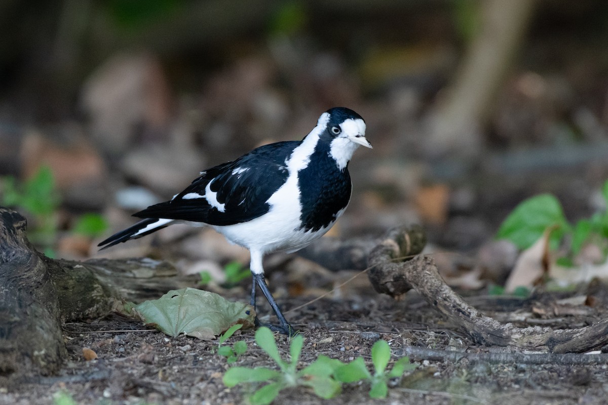 Magpie-lark - ML637842910