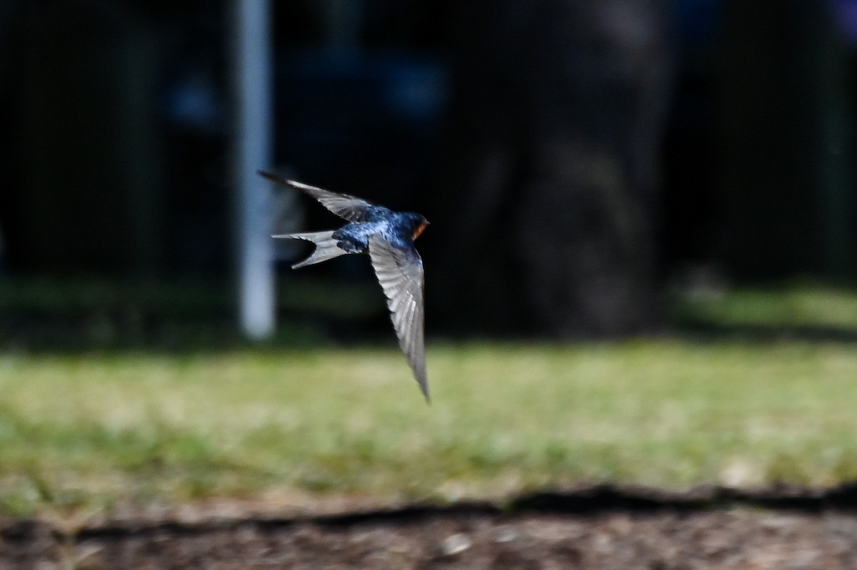 Welcome Swallow - ML637842967