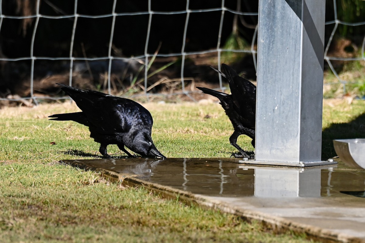 Torresian Crow - ML637842994