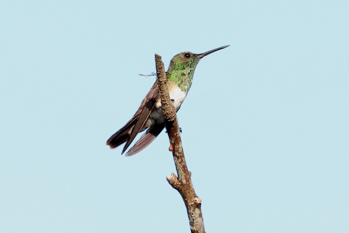 Snowy-bellied Hummingbird - ML637843030