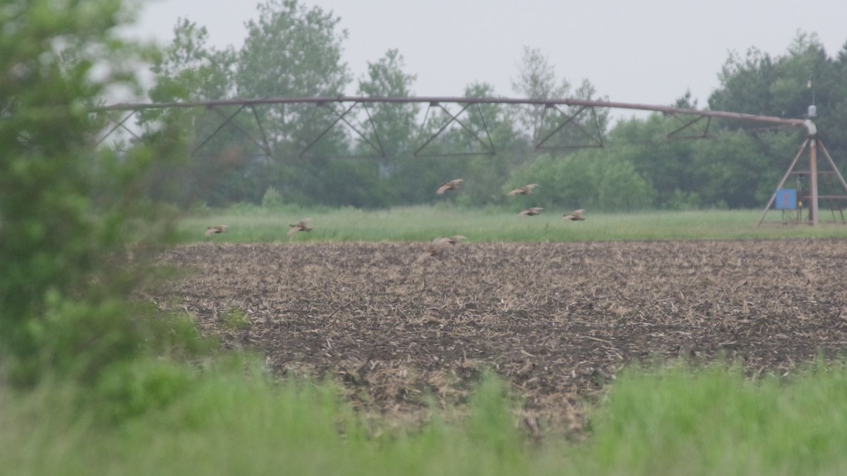 Greater Prairie-Chicken - ML637843036