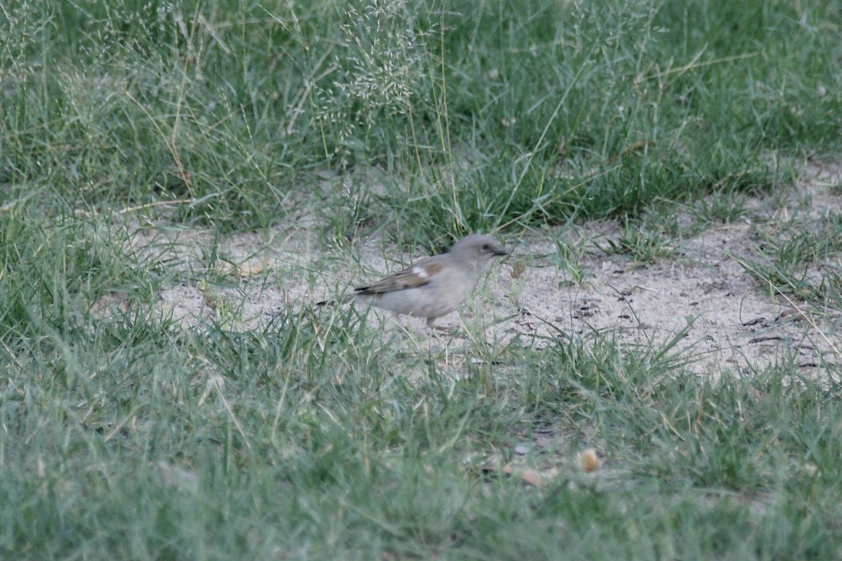 Southern Gray-headed Sparrow - ML637843055