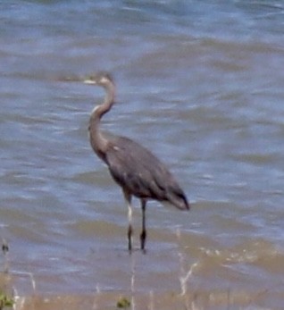 Reddish Egret - ML637843106