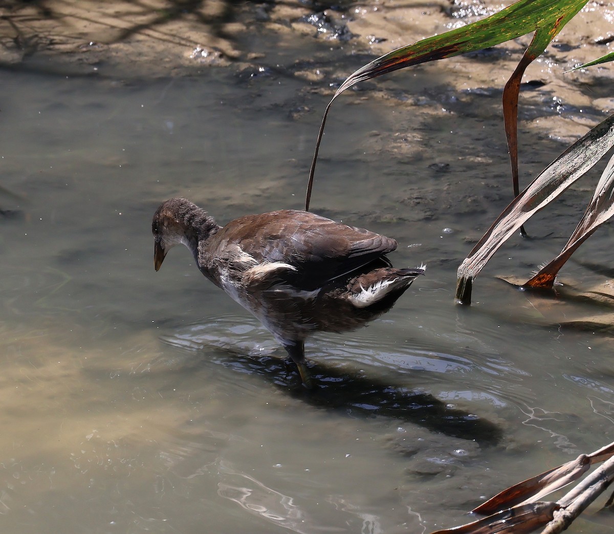 Eurasian Moorhen - ML637843108