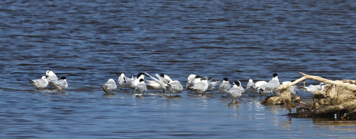 Sandwich Tern - ML637843118