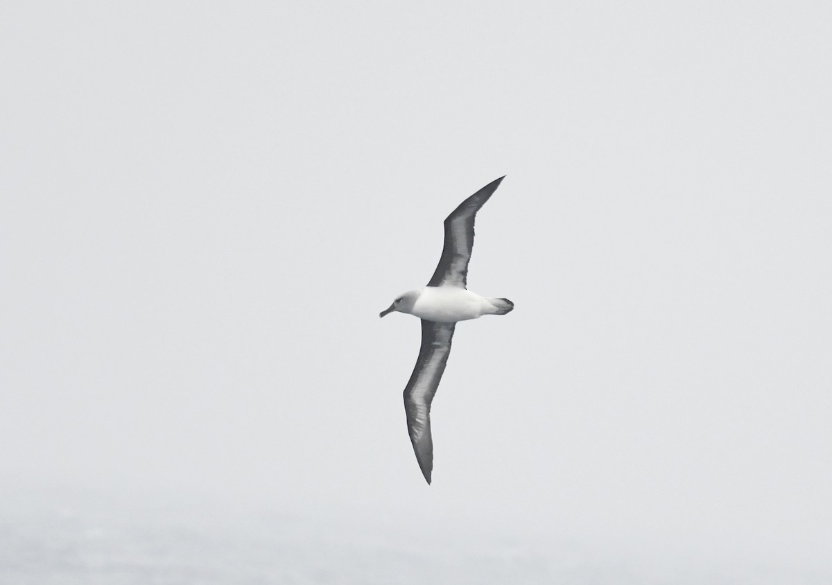 Boz Başlı Albatros - ML637843141