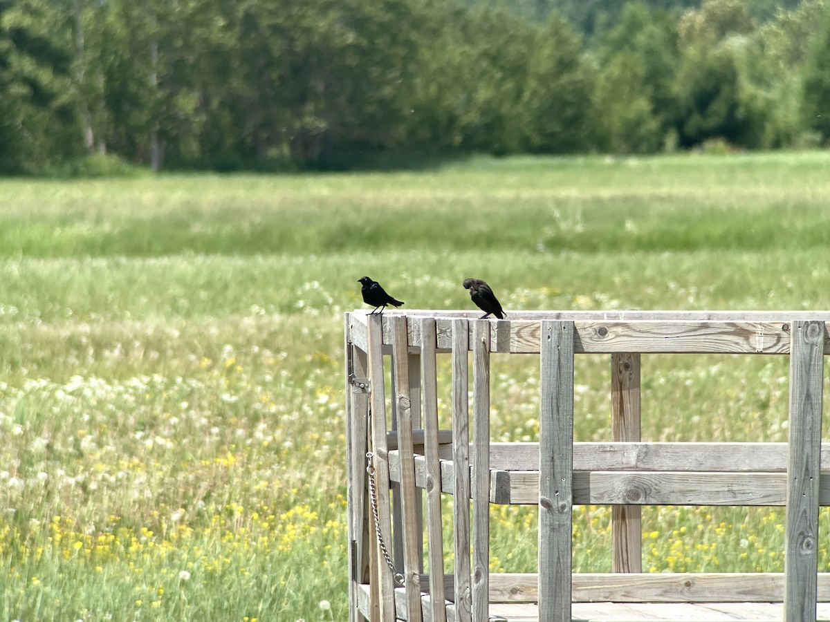 Brewer's Blackbird - ML637843232
